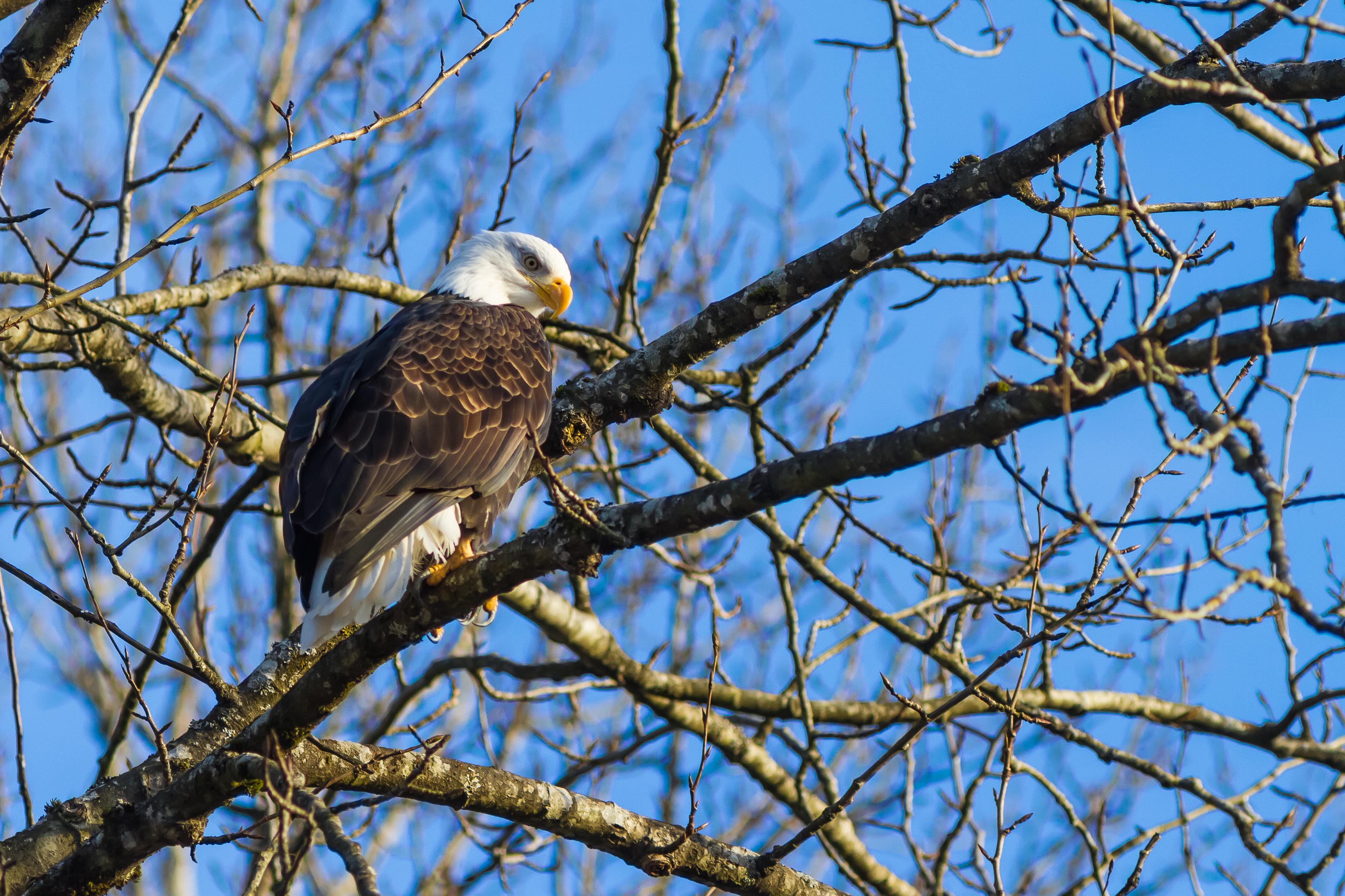 Eagle in Tree